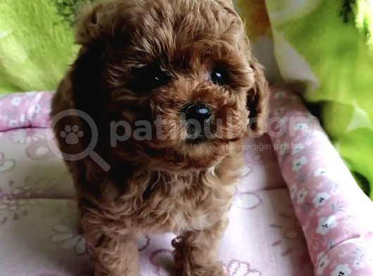 Toy Poodle Red Brown Kore Ultra Mini Yavrularımız görsel