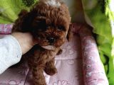 Toy Poodle Red Brown Kore Ultra Mini Yavrularımız