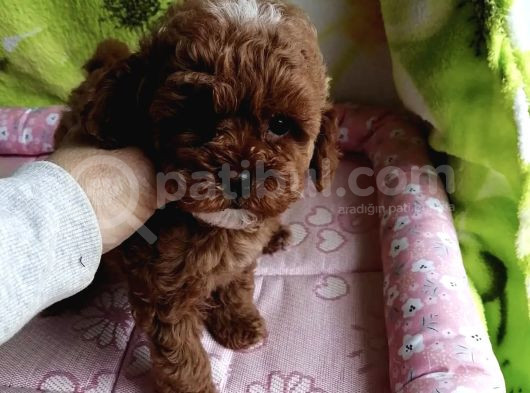 Toy Poodle Red Brown Kore Ultra Mini Yavrularımız görsel