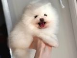 Pomeranian Boo Teddy Bear Ayı Surat Yavrularımız