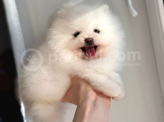 Pomeranian Boo Teddy Bear Ayı Surat Yavrularımız görsel