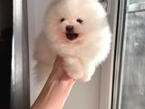 Pomeranian Boo Teddy Bear Ayı Surat Yavrularımız