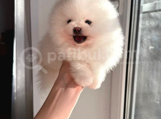 Pomeranian Boo Teddy Bear Ayı Surat Yavrularımız görsel