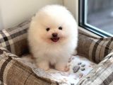 Pomeranian Boo Teddy Bear Ayı Surat Yavrularımız