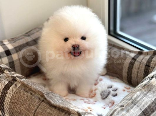 Pomeranian Boo Teddy Bear Ayı Surat Yavrularımız