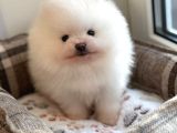 Pomeranian Boo Teddy Bear Ayı Surat Yavrularımız