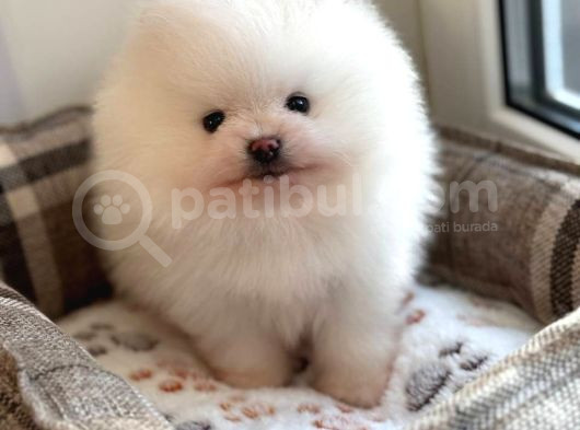 Pomeranian Boo Teddy Bear Ayı Surat Yavrularımız görsel