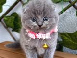 Bebek Surat Dişi Scottish Fold