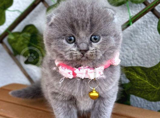 Bebek Surat Dişi Scottish Fold görsel