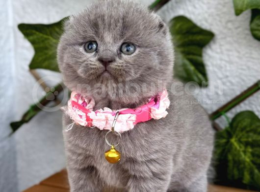 Bebek Surat Dişi Scottish Fold görsel