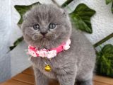 Bebek Surat Dişi Scottish Fold