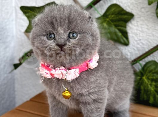 Bebek Surat Dişi Scottish Fold görsel