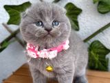 Bebek Surat Dişi Scottish Fold