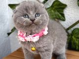 Bebek Surat Dişi Scottish Fold