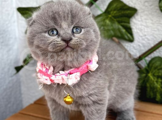 Bebek Surat Dişi Scottish Fold