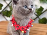 Tombik Surat Erkek British Shorthair