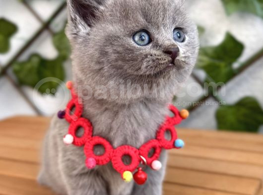 Tombik Surat Erkek British Shorthair görsel
