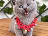 Tombik Surat Erkek British Shorthair
