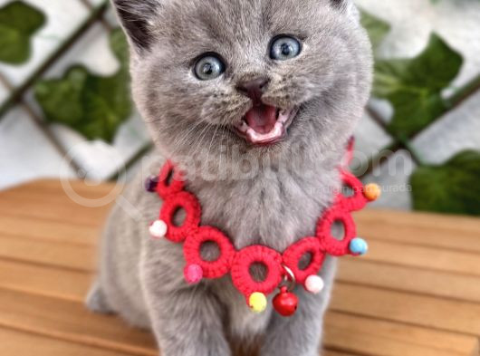 Tombik Surat Erkek British Shorthair görsel