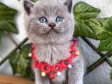 Tombik Surat Erkek British Shorthair