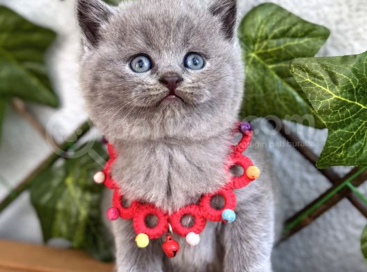 Tombik Surat Erkek British Shorthair