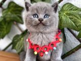 Tombik Surat Erkek British Shorthair
