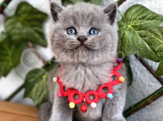 Tombik Surat Erkek British Shorthair görsel