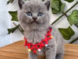 Tombik Surat Erkek British Shorthair