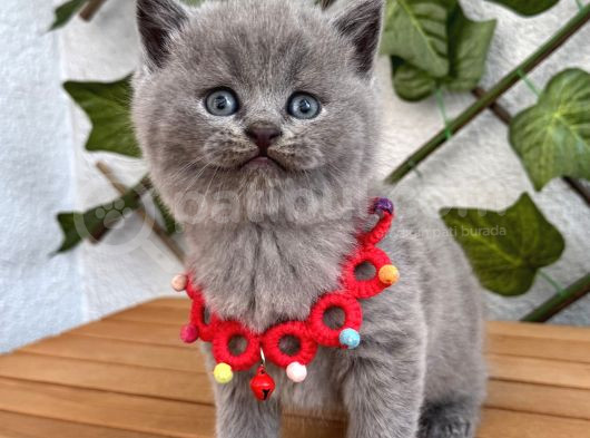 Tombik Surat Erkek British Shorthair görsel