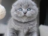 Duman Grisi Scottish Fold Shorthair