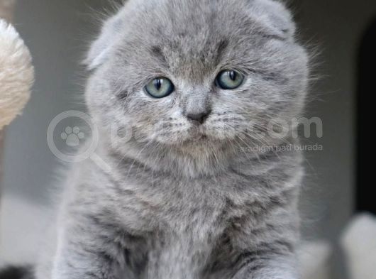 Duman Grisi Scottish Fold Shorthair görsel