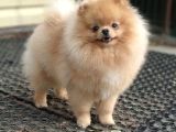 Pomerri̇an Boo Yavrumuz Gelmi̇şti̇r