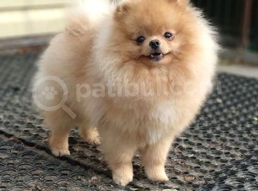 Pomerri̇an Boo Yavrumuz Gelmi̇şti̇r görsel