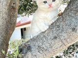 Nadi̇r Bulunan Renk Kodu Cy Bri̇ti̇sh Yavrularimiz