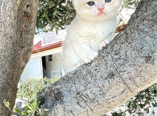 Nadi̇r Bulunan Renk Kodu Cy Bri̇ti̇sh Yavrularimiz görsel