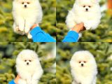 Pomerian boo