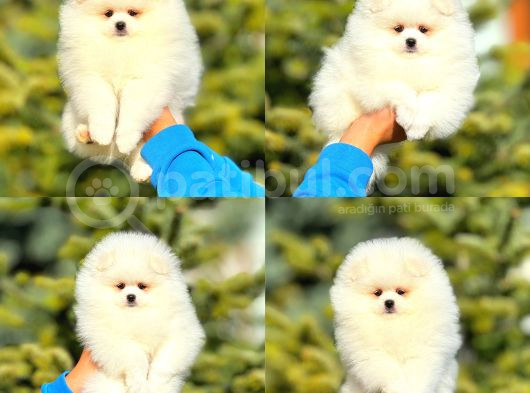 Pomerian Boo