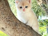 NADİR BULUNAN RENK KODU CY BRİTİSH YAVRULARIMIZ