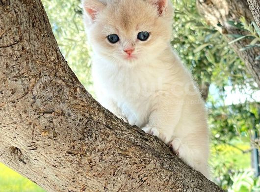 Nadi̇r Bulunan Renk Kodu Cy Bri̇ti̇sh Yavrularimiz