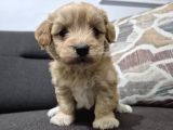 Minnoş maltipoo yavrum