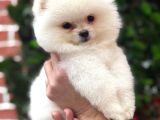 Orji̇nal Ayi Surat Pomerani̇an Boo