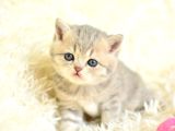 TATLI YÜZÜ İLE BLUE GOLDEN BRİTİSH SHORTHAİR