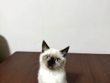 Dünya Tatlısı British Shorthair Blue Point