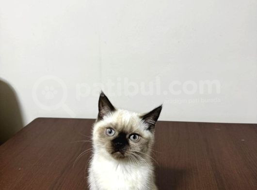 Dünya Tatlısı British Shorthair Blue Point
