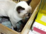 Dünya Tatlısı British Shorthair Blue Point