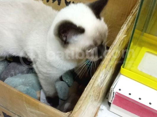 Dünya Tatlısı British Shorthair Blue Point görsel