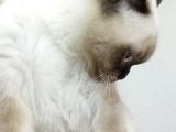 Dünya Tatlısı British Shorthair Blue Point