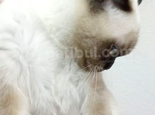 Dünya Tatlısı British Shorthair Blue Point görsel