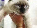 Dünya Tatlısı British Shorthair Blue Point