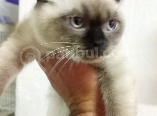 Dünya Tatlısı British Shorthair Blue Point görsel